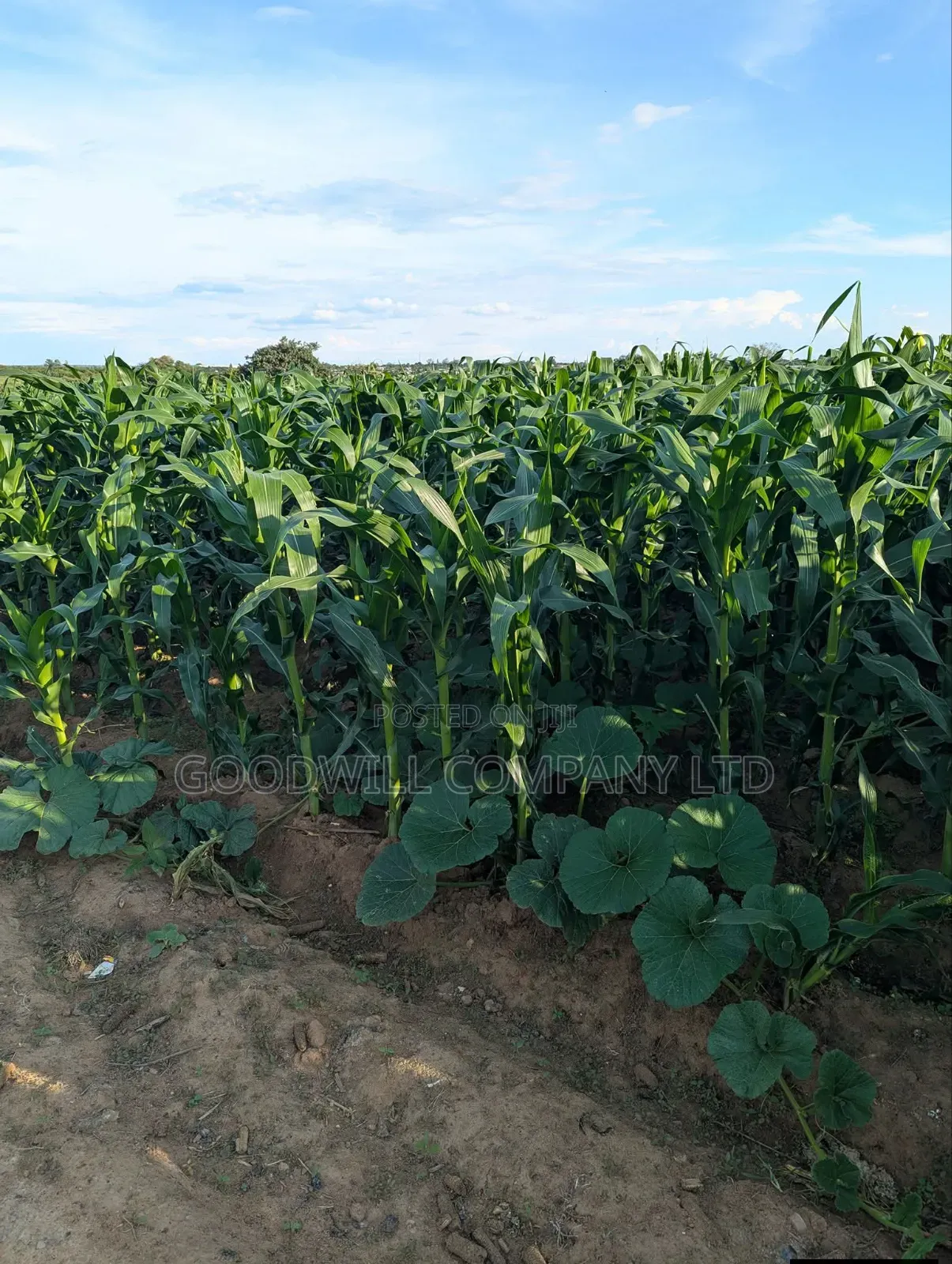 100 Acres of Land in Baale Kayunga in Central Division