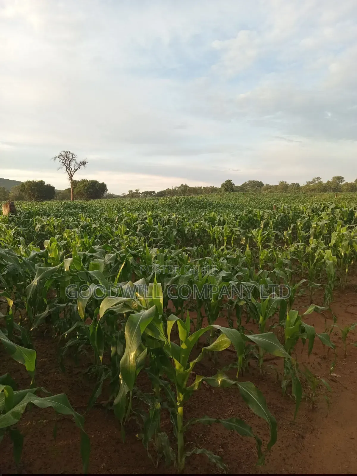 100 Acres of Land in Baale Kayunga in Central Division
