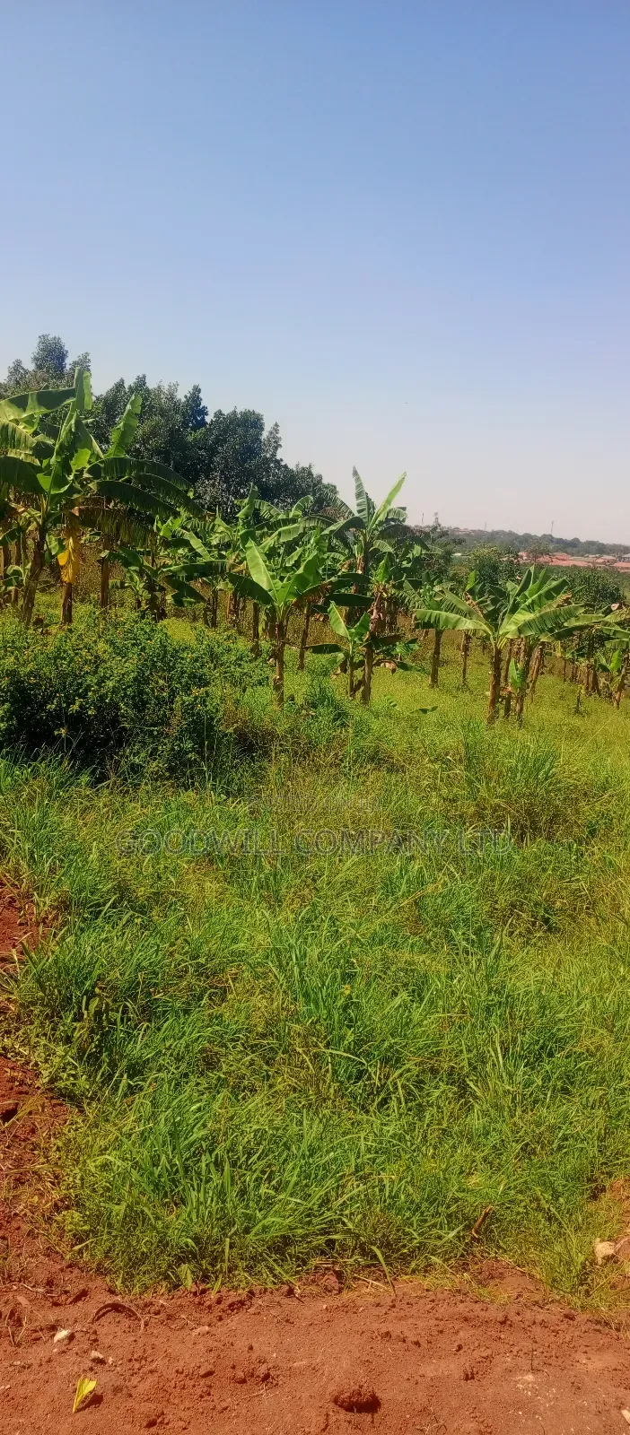 50*100 Plots of Land in Jinja Misindye Namugongo in Central Division