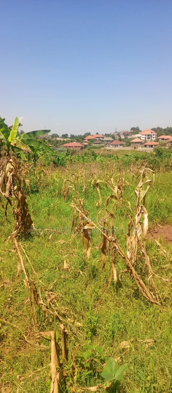 100*100 Plot of Land in Jinja Misindye Namugongo in Central Division