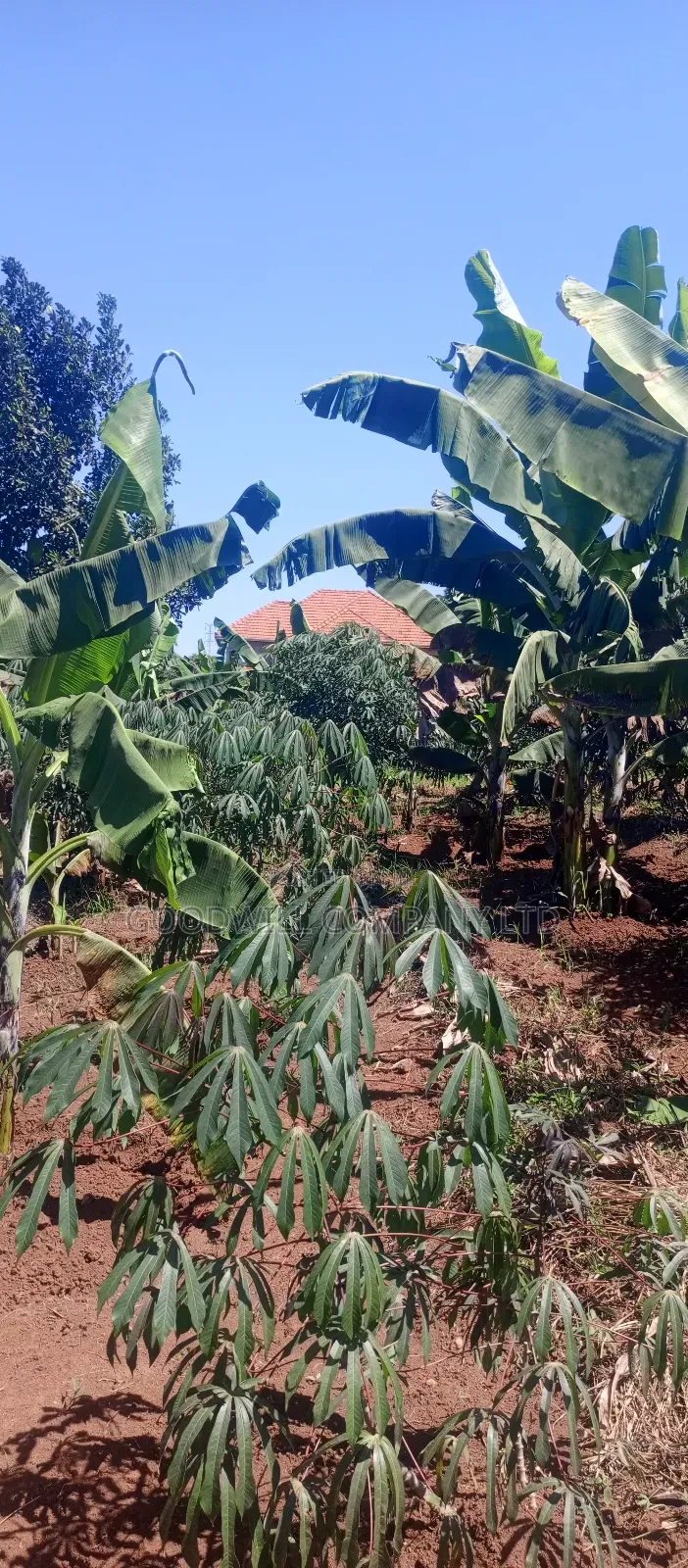 25 Decimals Plot of Land in Namugongo Jinja Misindye in Central Division