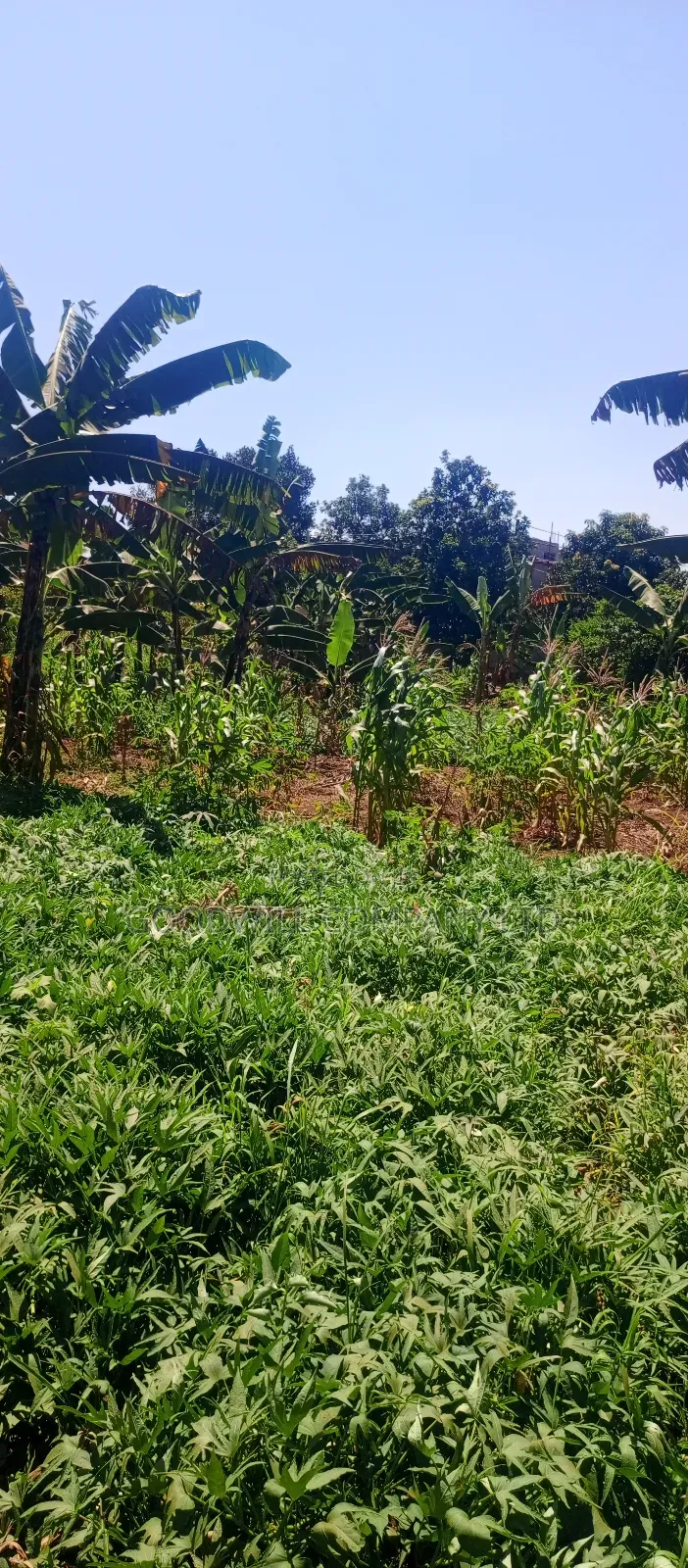 50 Decimals/ Half Acre of Land in Jinja Misindye Namugongo in Central Division