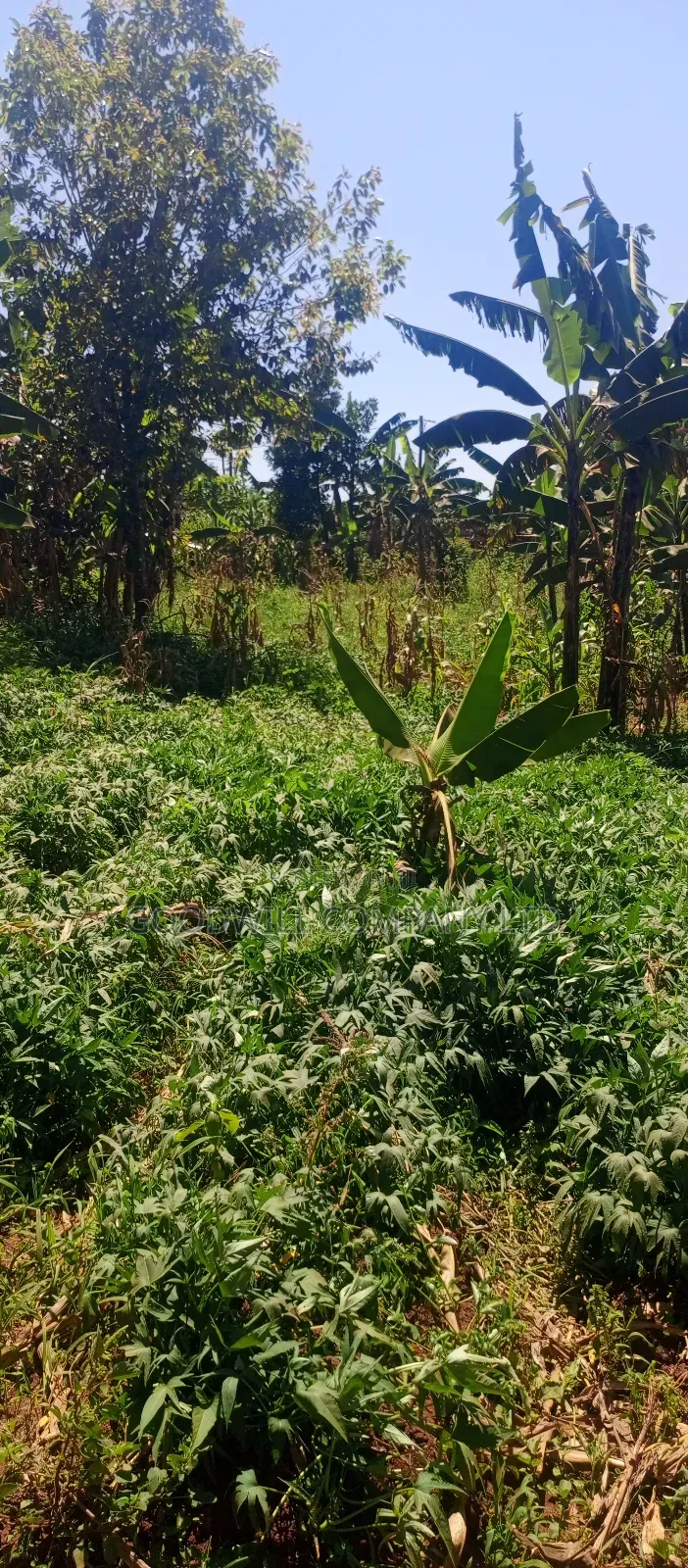 50 Decimals/ Half Acre of Land in Jinja Misindye Namugongo in Central Division