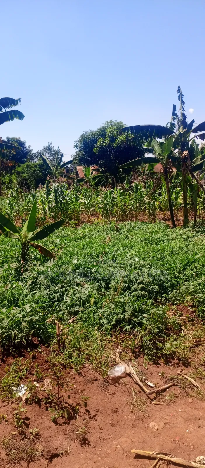 50 Decimals/ Half Acre of Land in Jinja Misindye Namugongo in Central Division