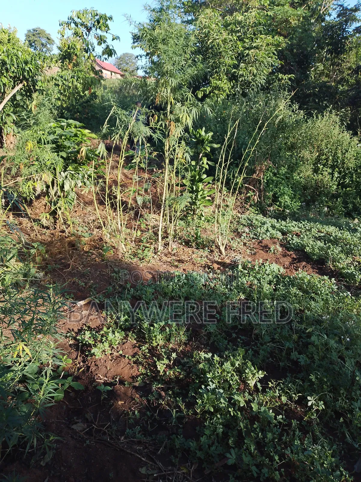 5 Acers of Land for Sale in Mukono Najja at 27m Ugx in Ntenjeru / Mukono