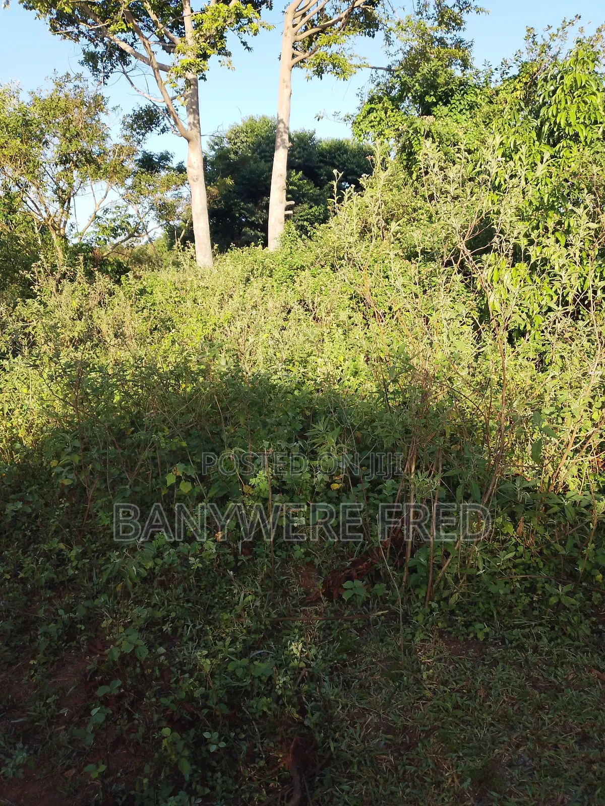 4.5 Acres of Land for Sale at 60m Ugx Per Acre in Nyenga Buikwe in Ntenjeru / Mukono