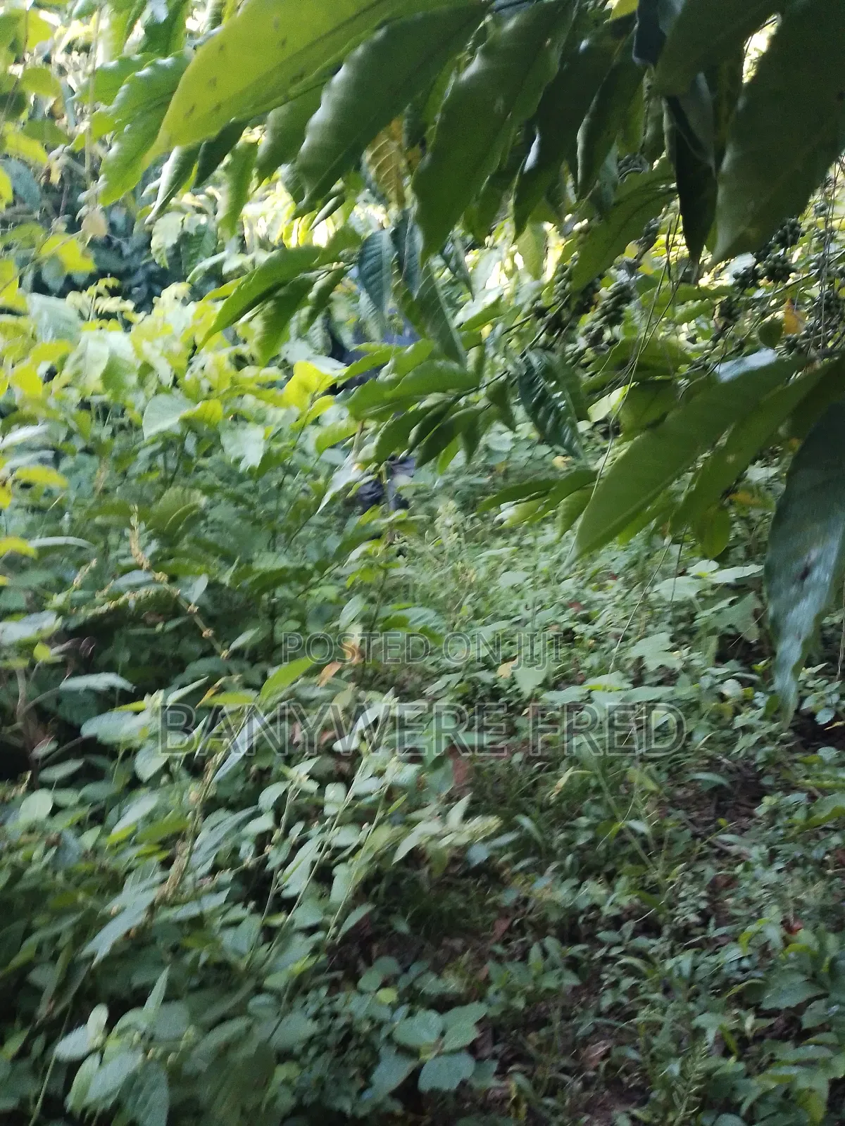 4.5 Acres of Land for Sale at 60m Ugx Per Acre in Nyenga Buikwe in Ntenjeru / Mukono