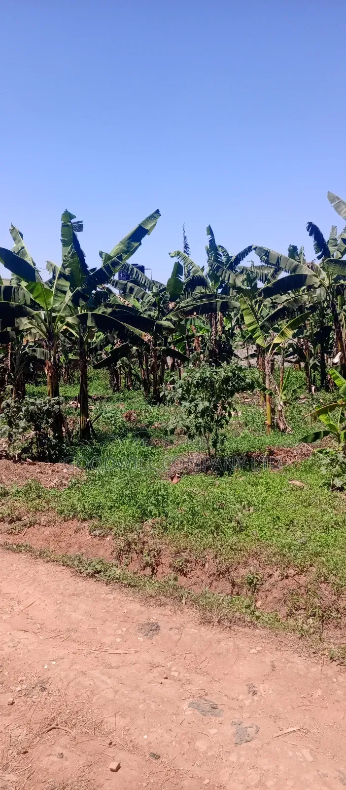 100*100 Plot of Land in Sonde After Namugongo in Central Division