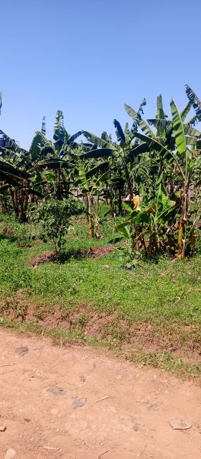100*100 Plot of Land in Sonde After Namugongo in Central Division