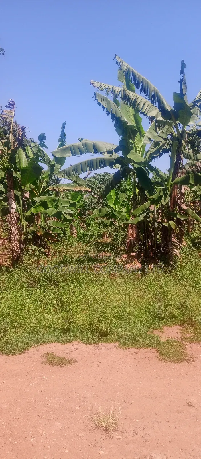 50*100 Plot of Land in Kabubu Gayaza in Central Division