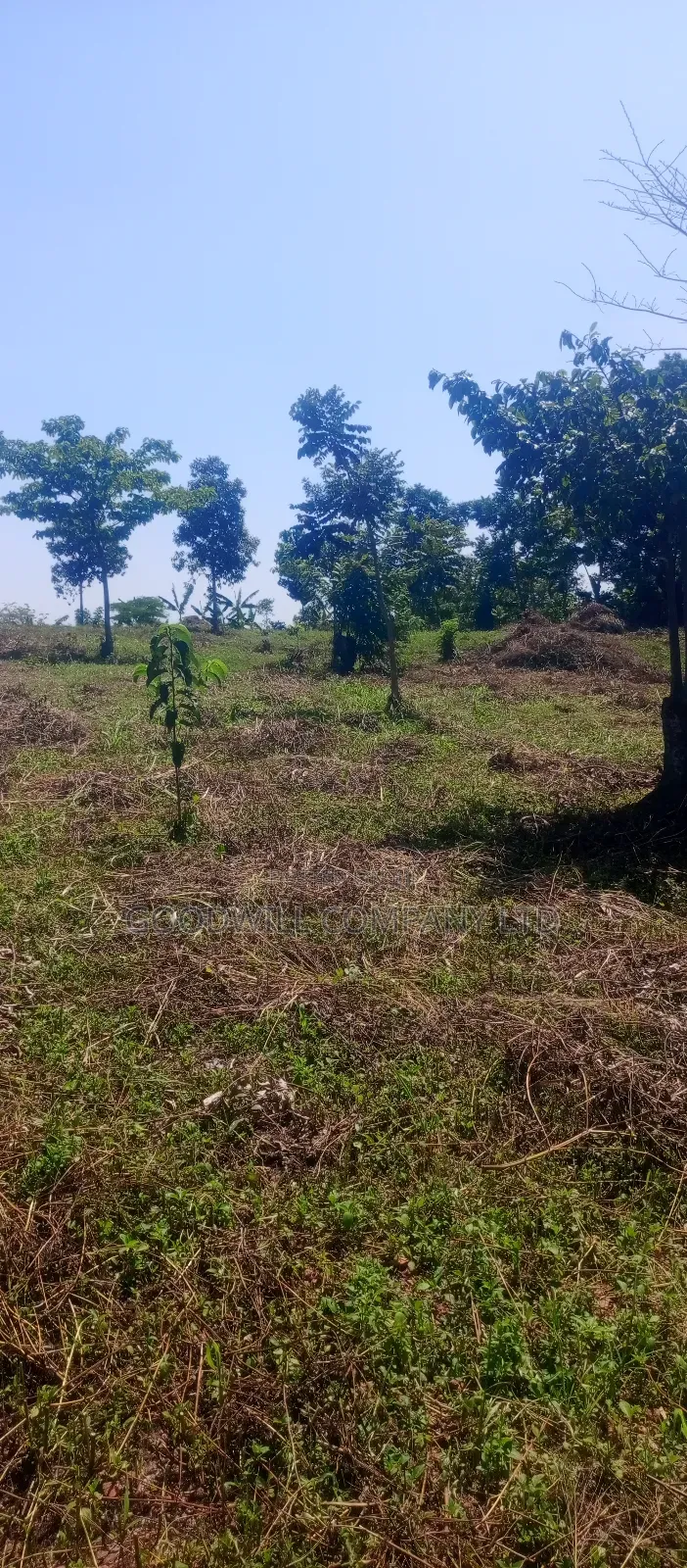 50*100 Kabaka 3plots in Kyabakade in Central Division