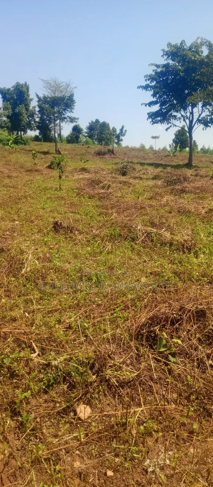 50*100 Kabaka 3plots in Kyabakade in Central Division