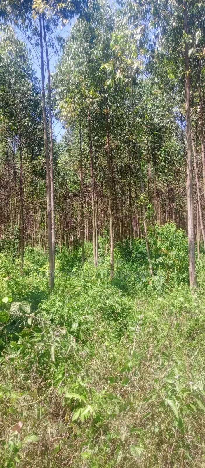 50*100 Plots in Namengo Kyabakade in Central Division