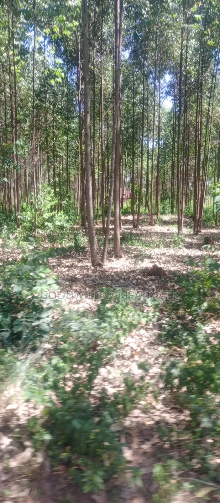 50*100 Plots in Namengo Kyabakade in Central Division