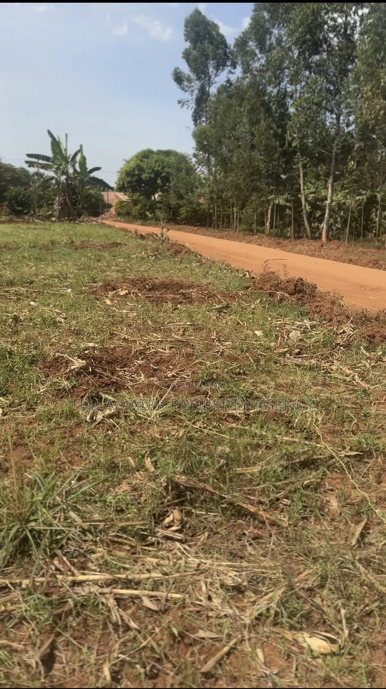 50*50ft and 50*100ft Plots at Nakifuma-Magogo for Sale in Kasawo