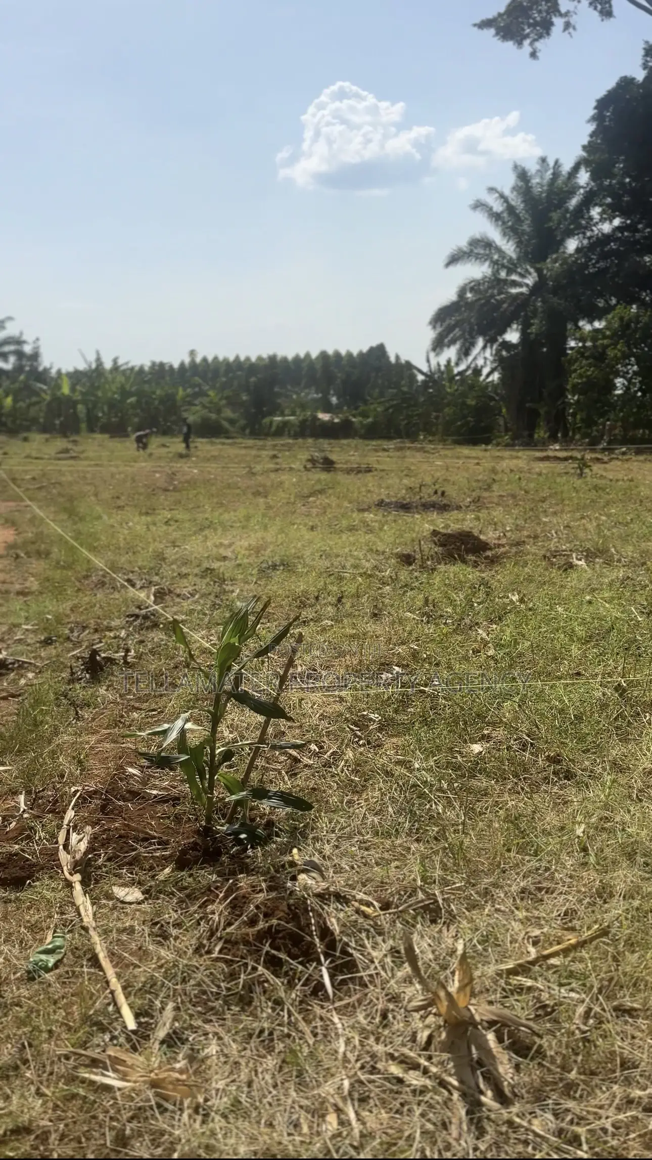 50*50ft and 50*100ft Plots at Nakifuma-Magogo for Sale in Kasawo