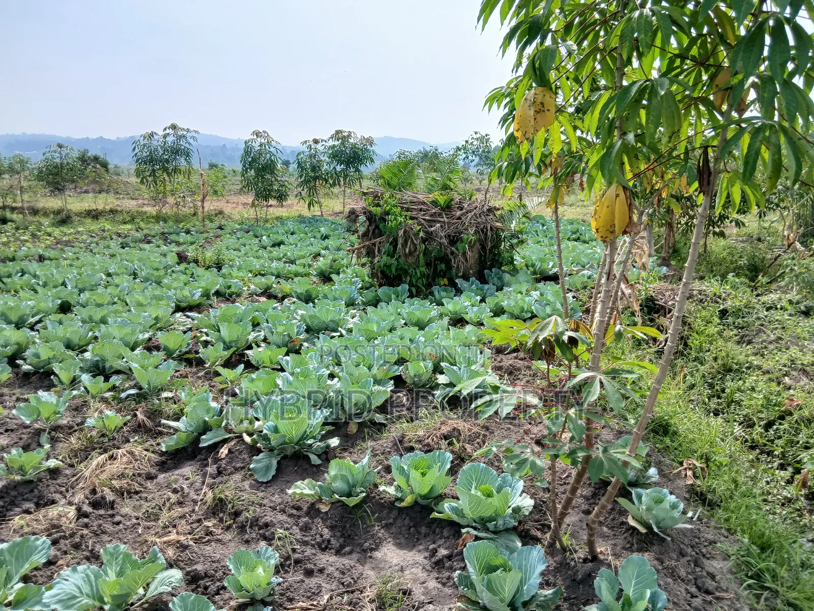 1,600acres of Land for Renting at Busunju Along Hoima Road V in Ssekanyonyi