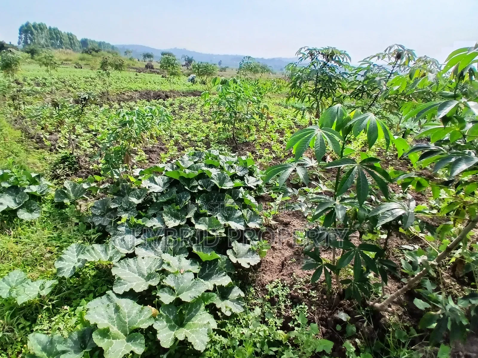 1,600acres of Land for Renting at Busunju Along Hoima Road V in Ssekanyonyi