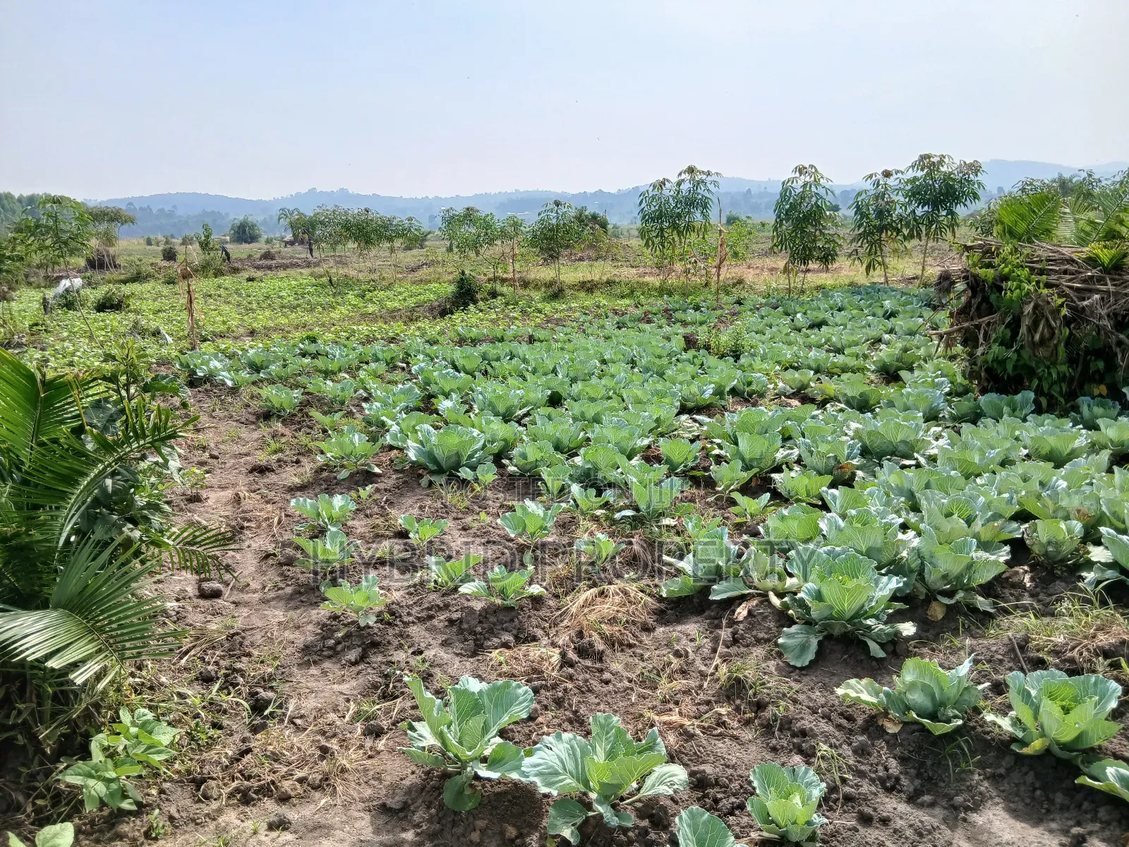 1,600acres of Land for Renting at Busunju Along Hoima Road V in Ssekanyonyi
