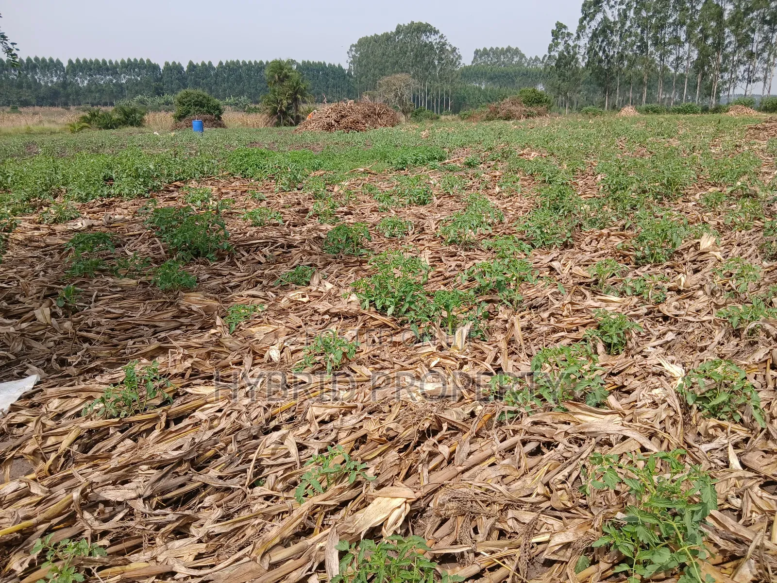 1,600acres of Land for Renting at Busunju Along Hoima Road V in Ssekanyonyi