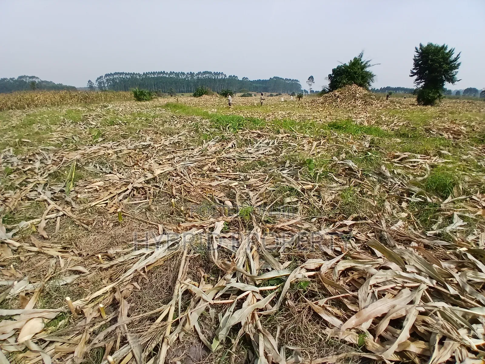 1,600acres of Land for Renting at Busunju Along Hoima Road V in Ssekanyonyi