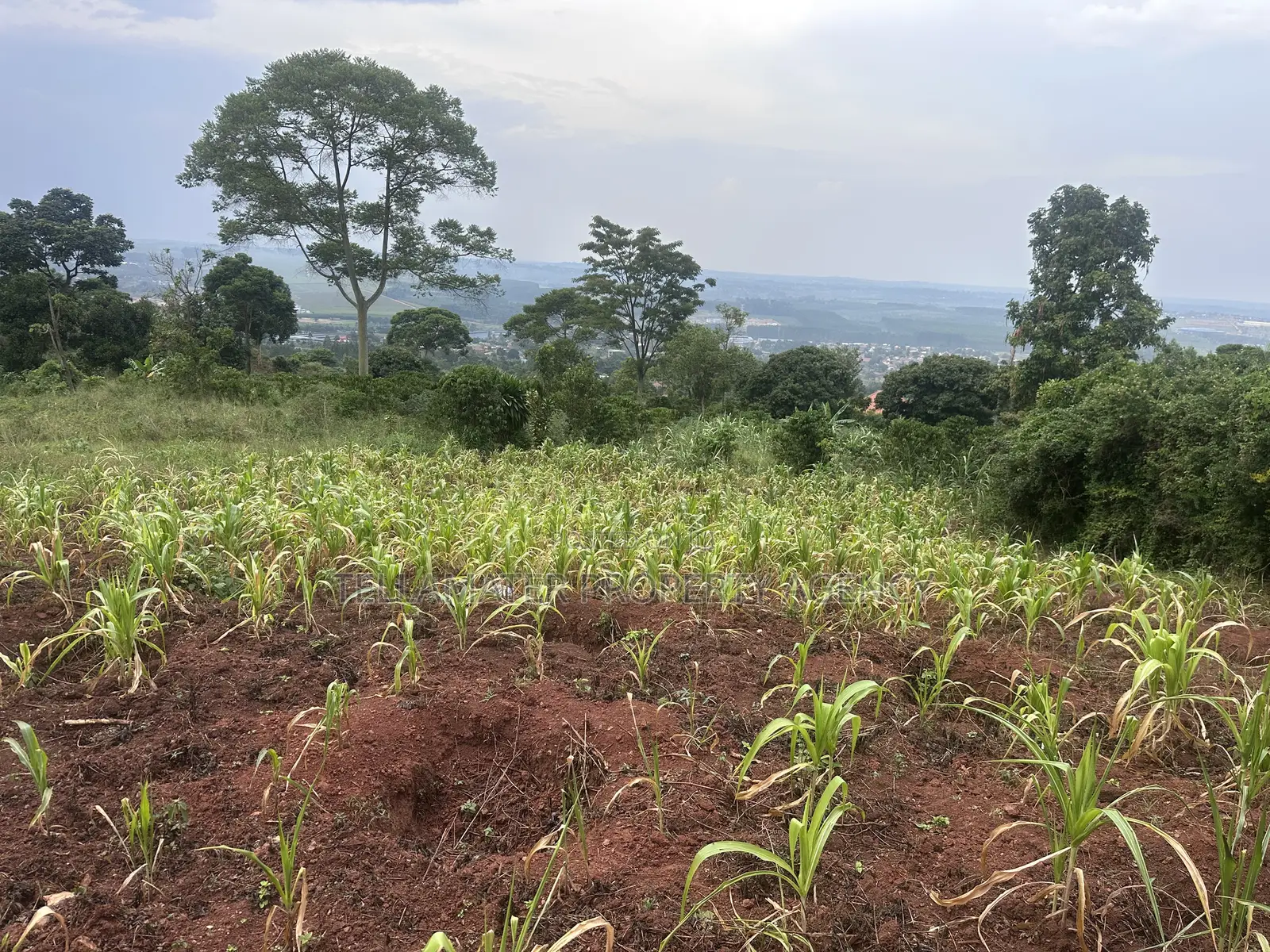 Private Mailo 50*100ft Plot With a Ready Title at Mbalala for Sale in Mukono TC