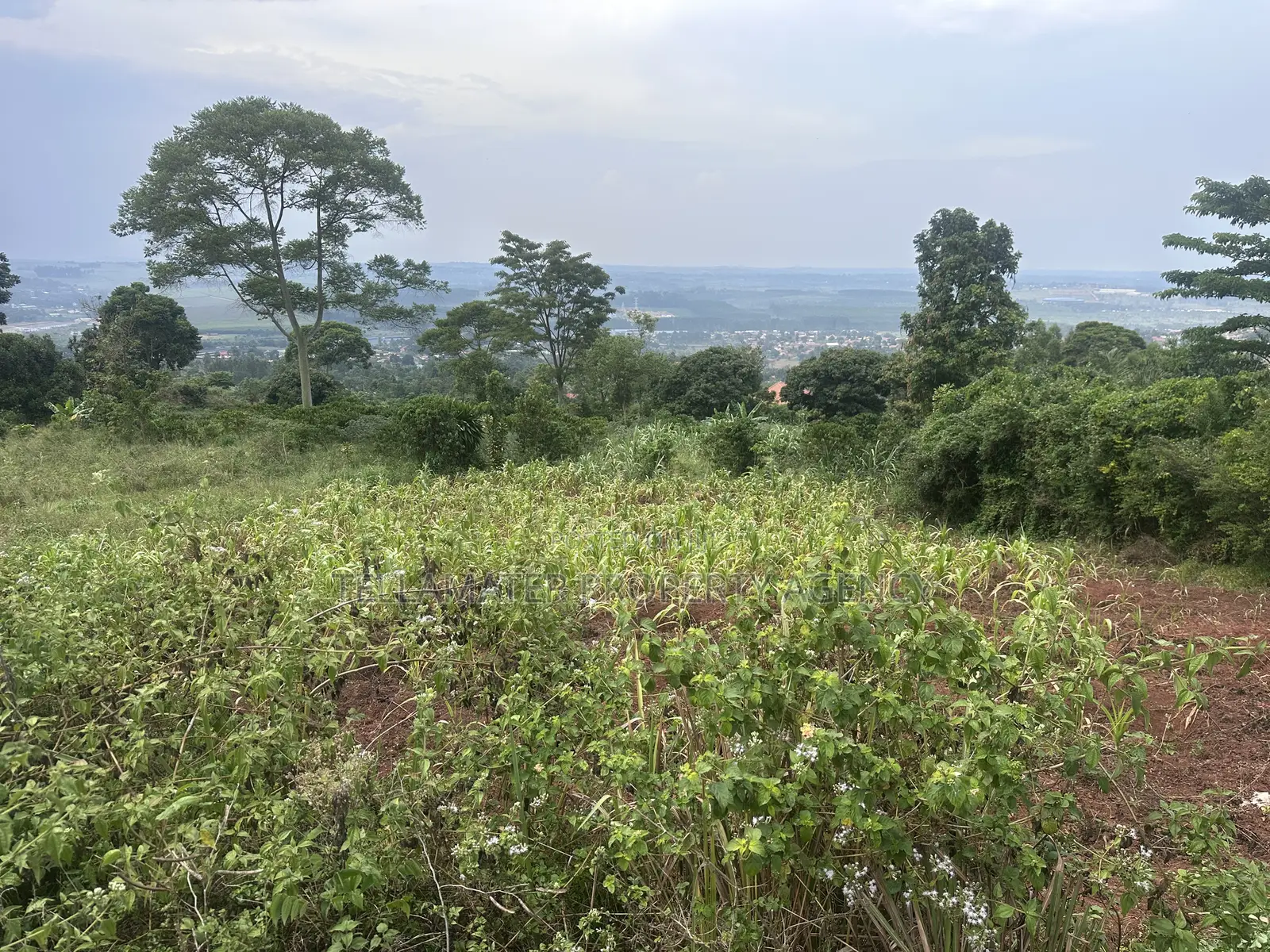 Private Mailo 50*100ft Plot With a Ready Title at Mbalala for Sale in Mukono TC