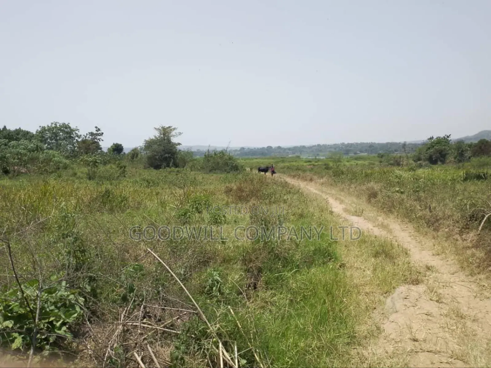 5 Acres to 50 Acres of Land on Lake in Buwoya Nkokonjeru Katosi Road in Central Division