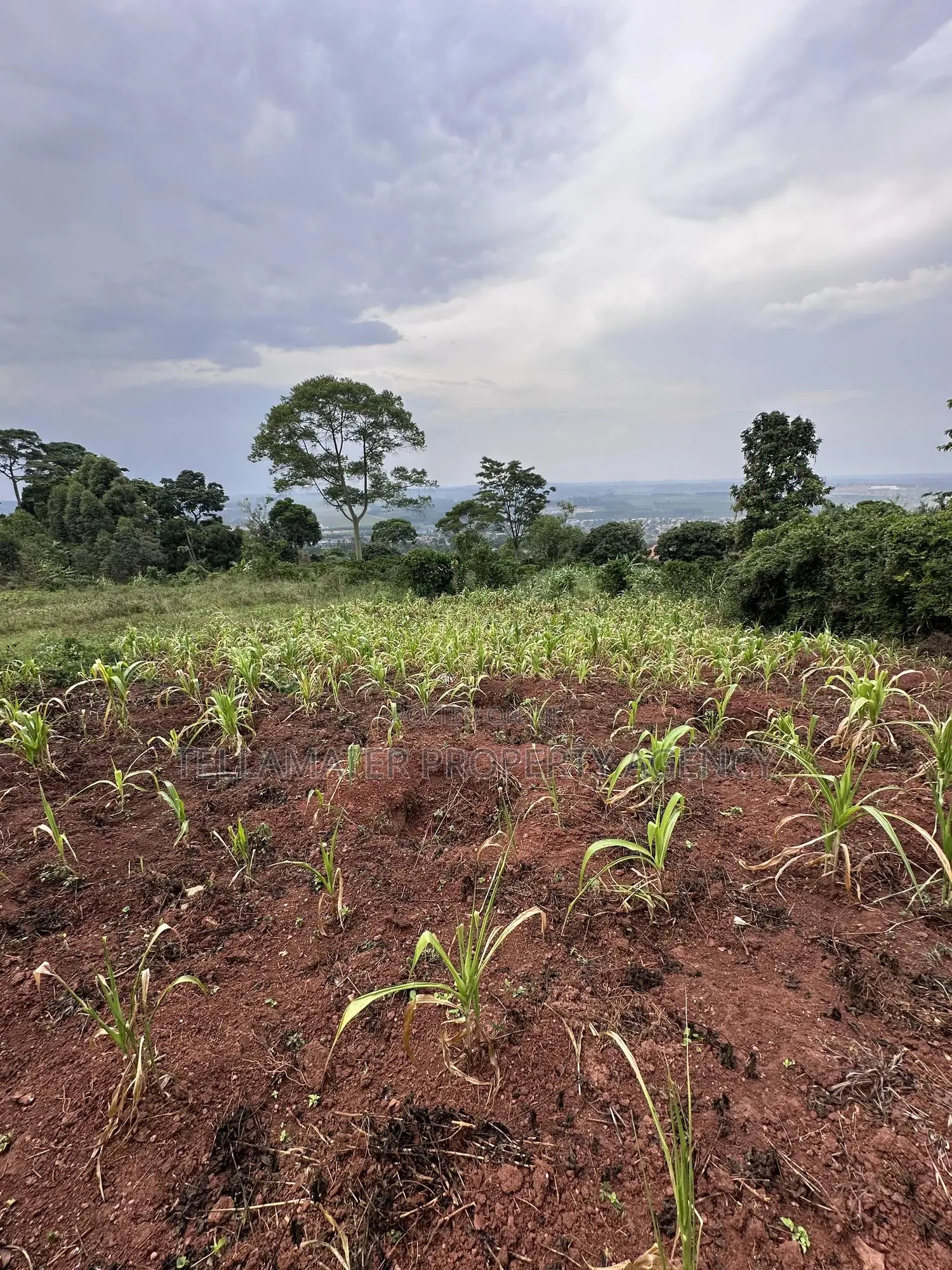 Private Mailo 50*100ft Plot With a Ready Title at Mbalala for Sale in Mukono TC