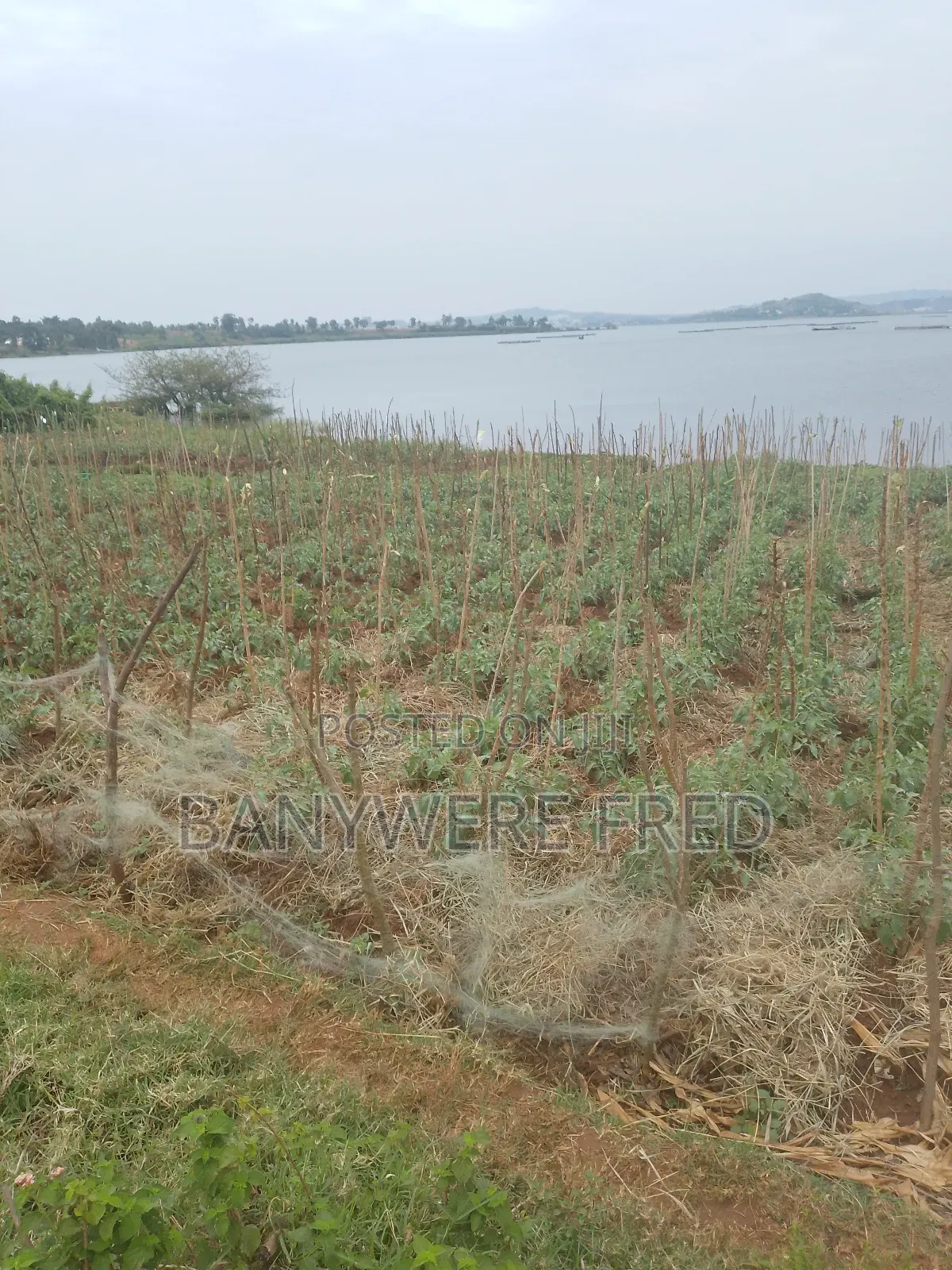 1.5 Acres of Land for Sale in Ntenjeru / Mukono