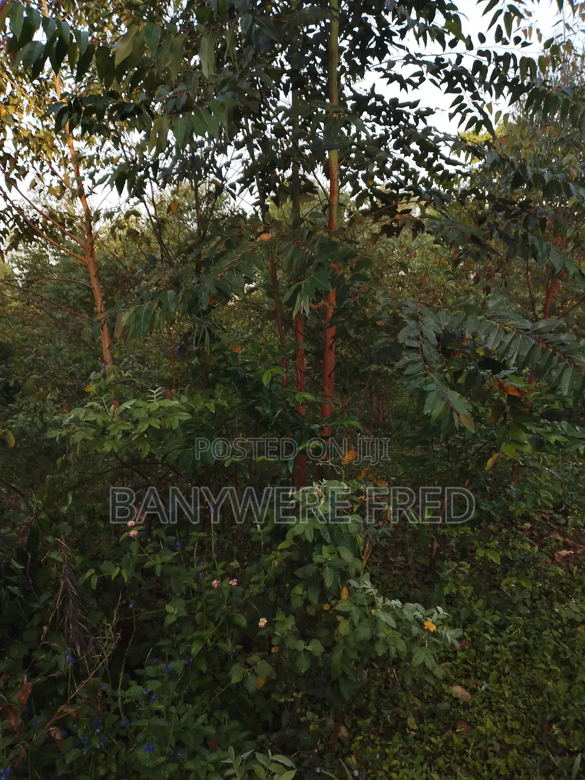 60acres of Industrial Land for Sale in Makulubita