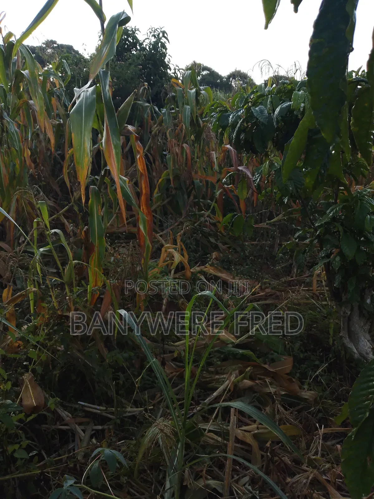 50/100 Plot for Sale in Kiwango in Goma