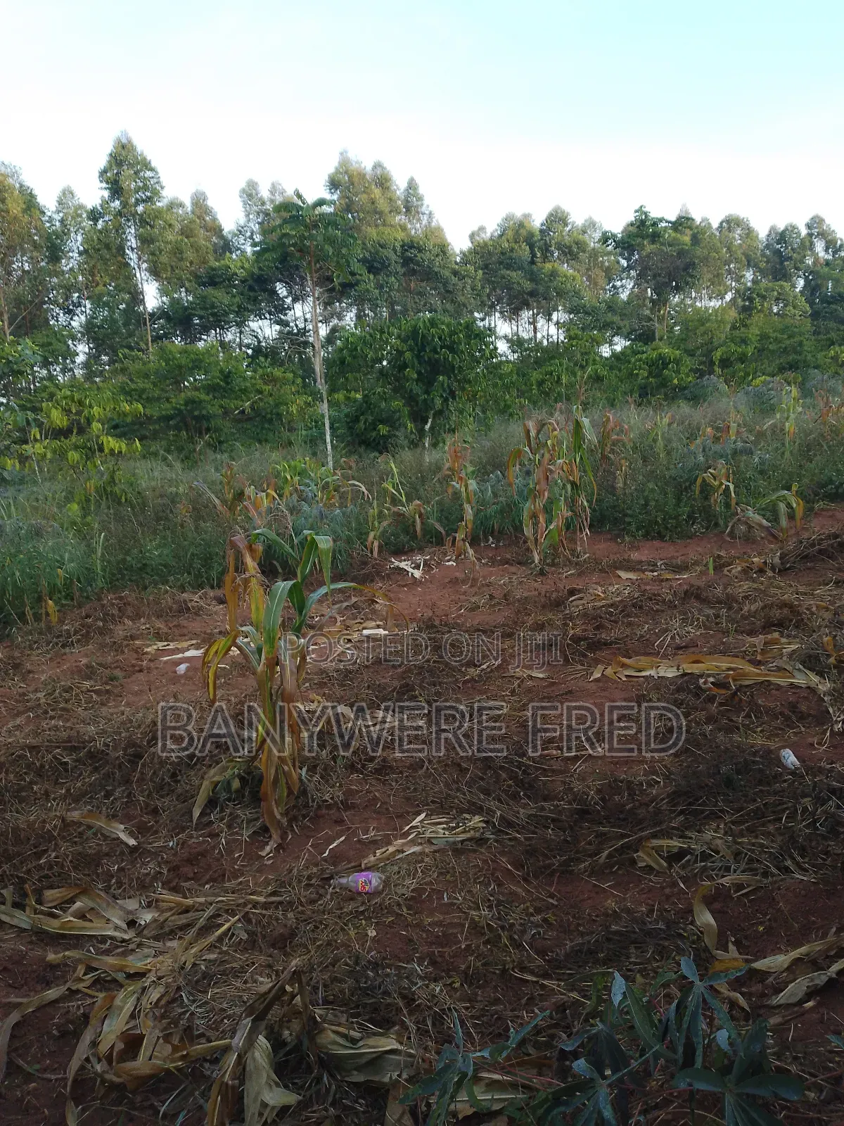 5acres of Land for Sale in Ngogwe in Kimenyedde