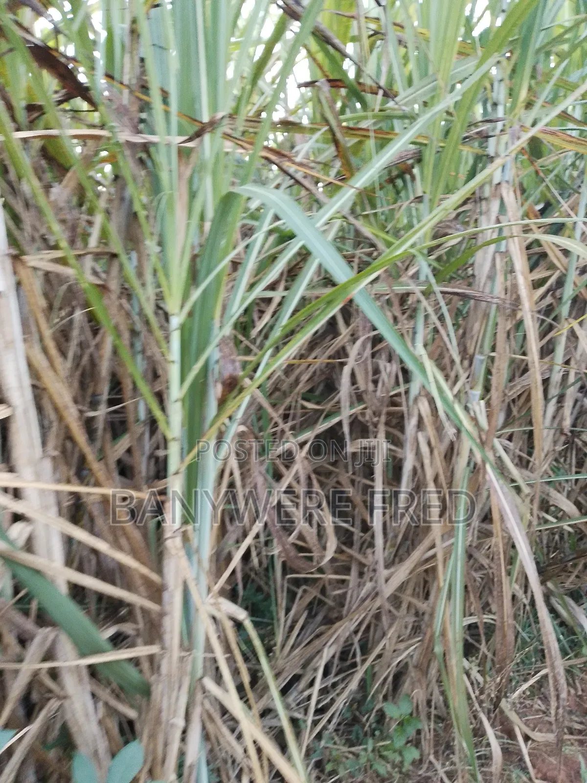 5acres of Land for Sale in Ngogwe in Kimenyedde
