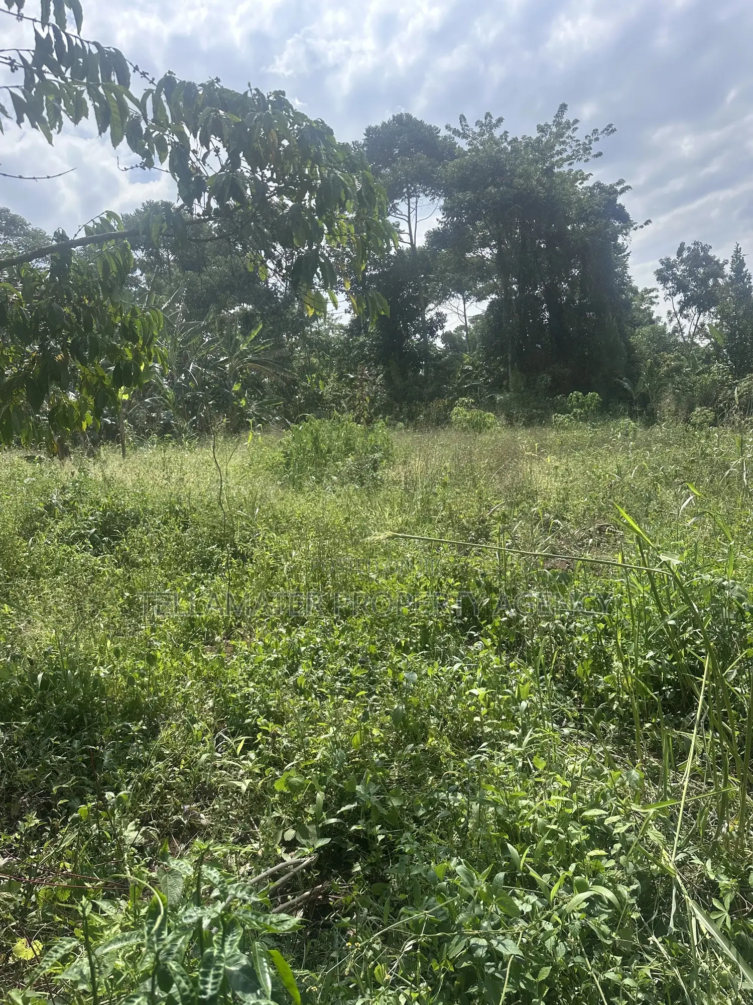 50*100ft Plots With Ready Titles for Sale at Nakifuma-Kakinzi in Kyampisi