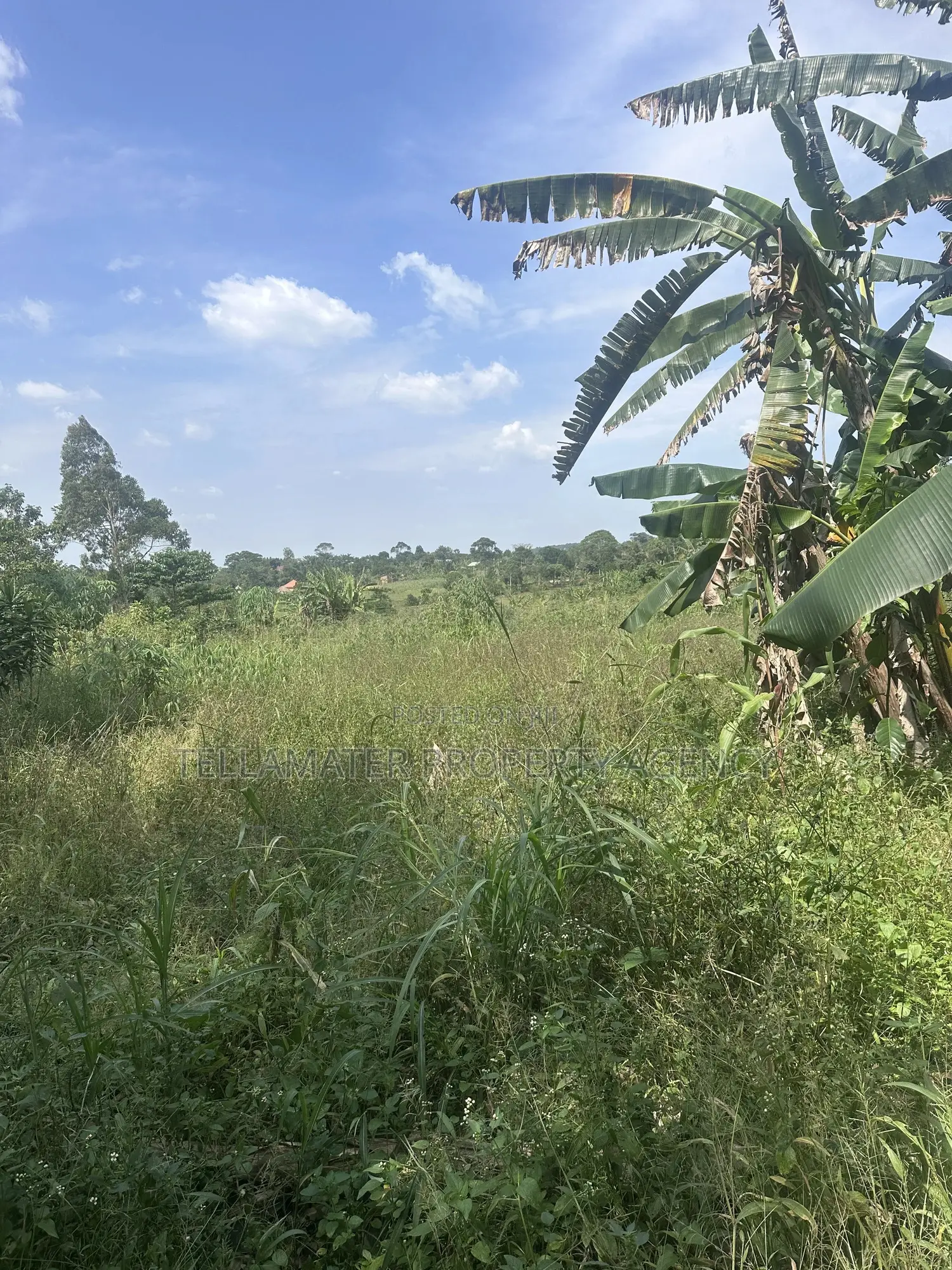 50*100ft Plots With Ready Titles for Sale at Nakifuma-Kakinzi in Kyampisi