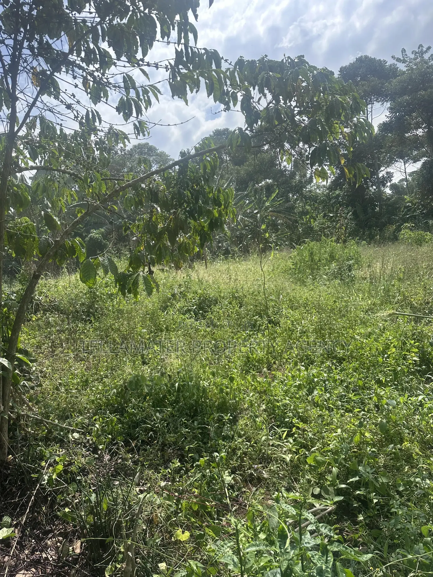 50*100ft Plots With Ready Titles for Sale at Nakifuma-Kakinzi in Kyampisi