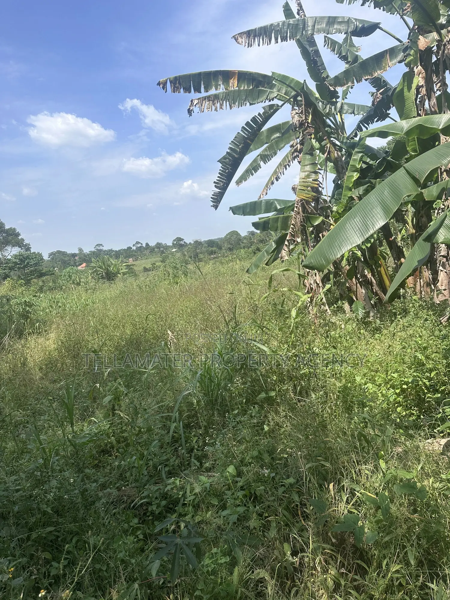 50*100ft Plots With Ready Titles for Sale at Nakifuma-Kakinzi in Kyampisi