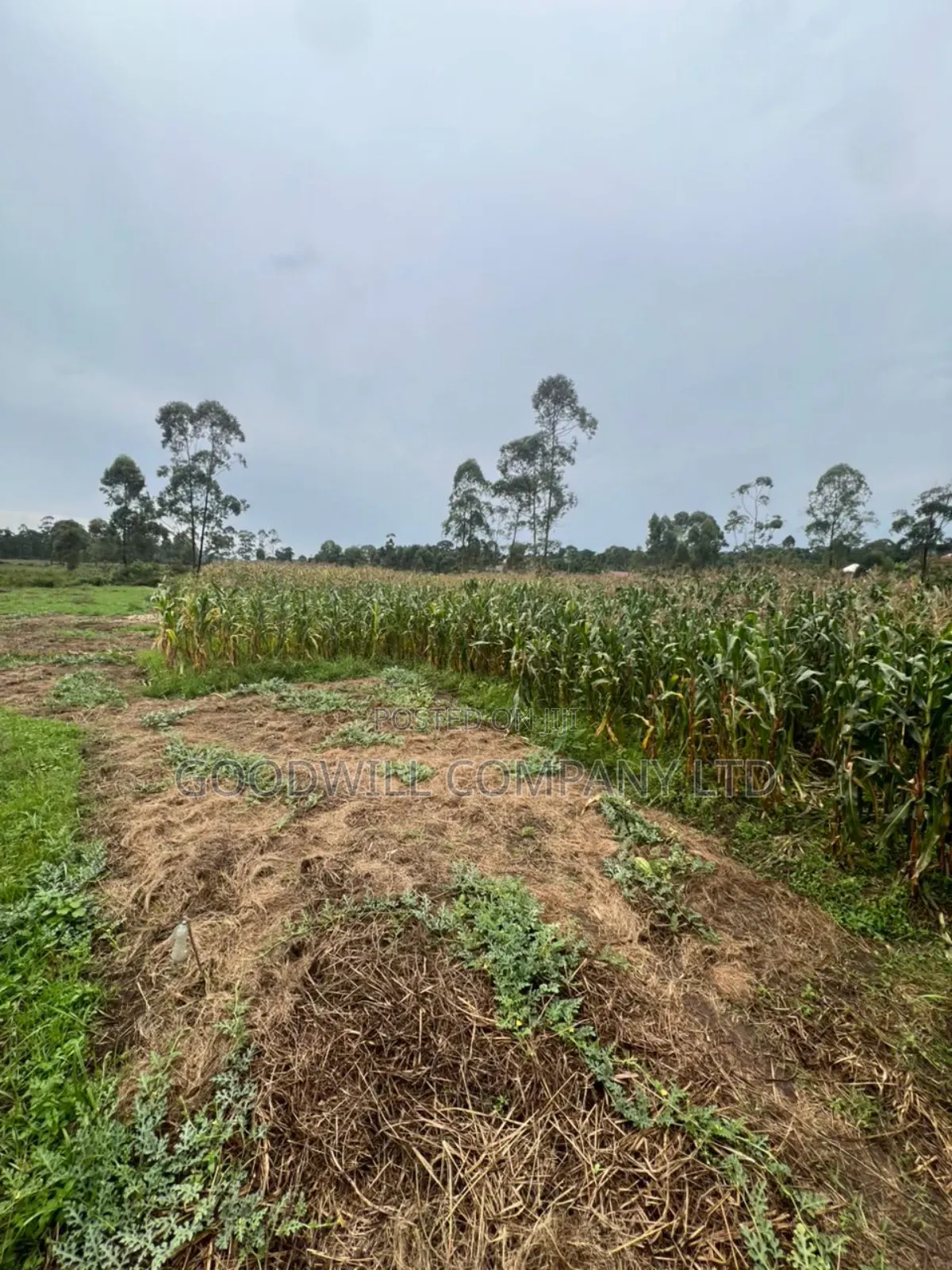200 Acres of Low Land at Maya on Masaka Road Wakiso District in Central Division
