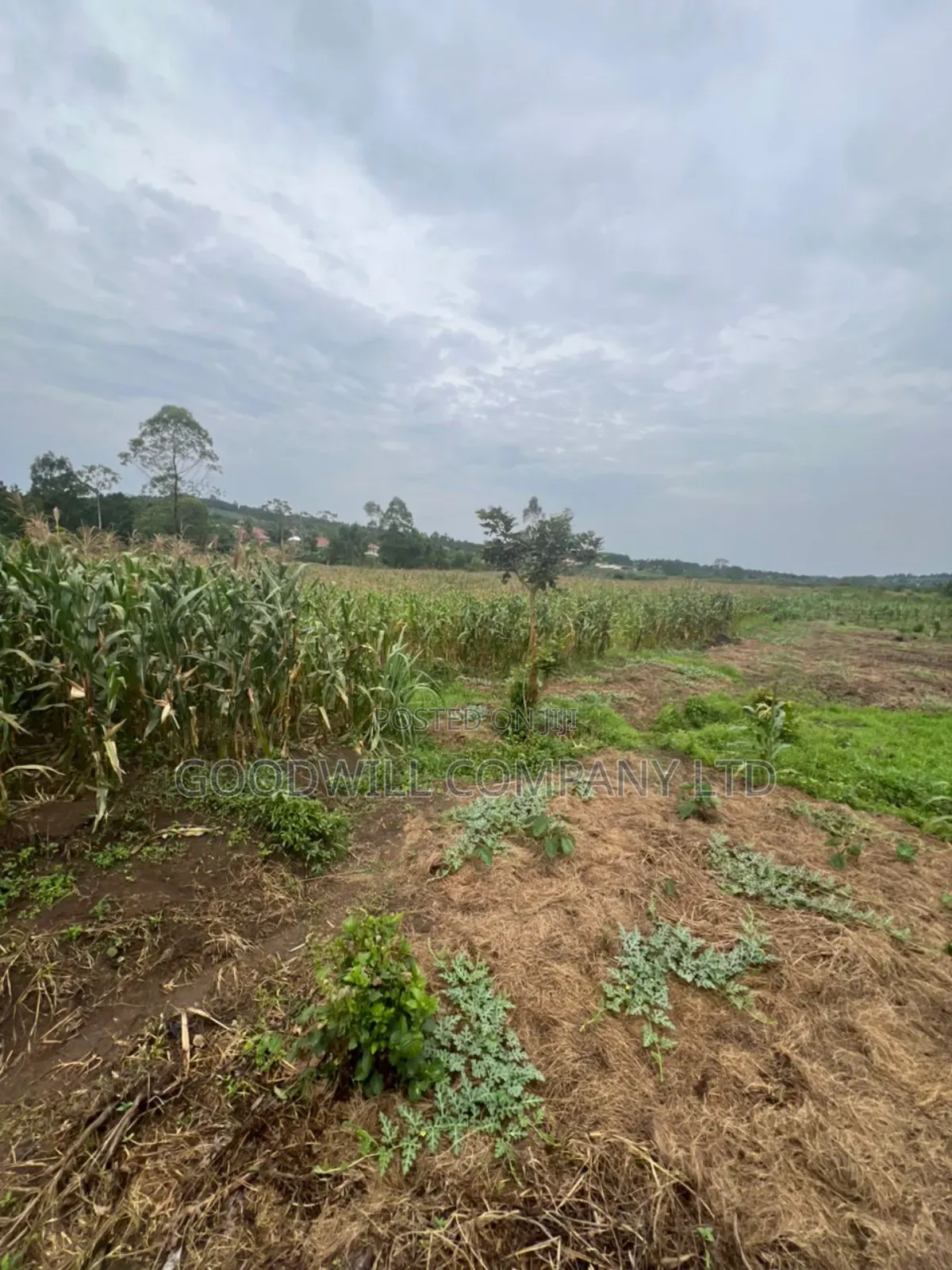 200 Acres of Low Land at Maya on Masaka Road Wakiso District in Central Division
