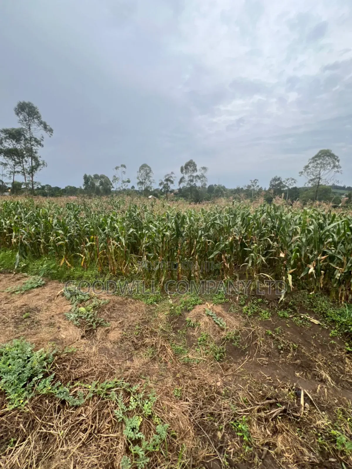200 Acres of Low Land at Maya on Masaka Road Wakiso District in Central Division