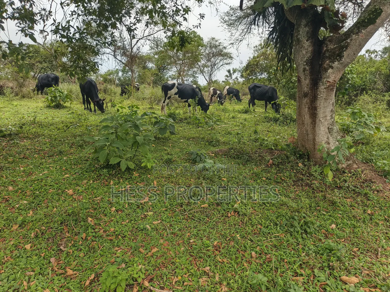 Farmland on Sale in Kyenjojo