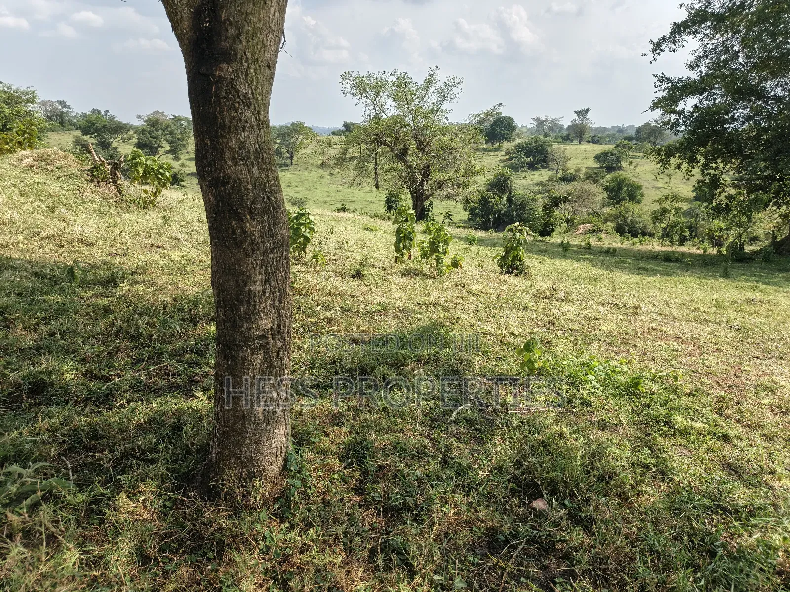 Bisozi-Kamwenge Farmland on Sale in Kamwenge