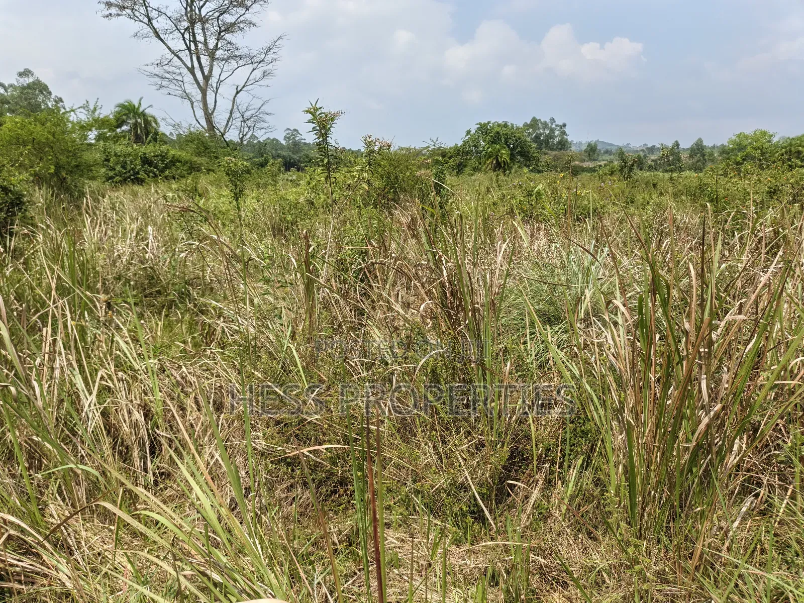 Agricultural Land in Kamwenge on Sale in Kamwenge