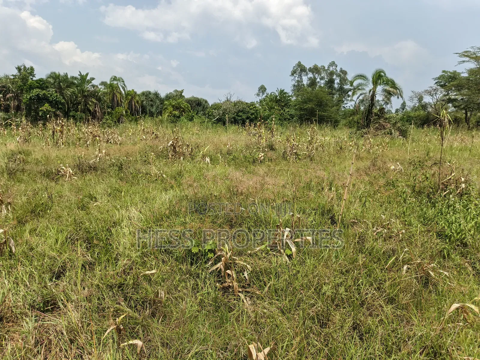 Agricultural Land in Kamwenge on Sale in Kamwenge