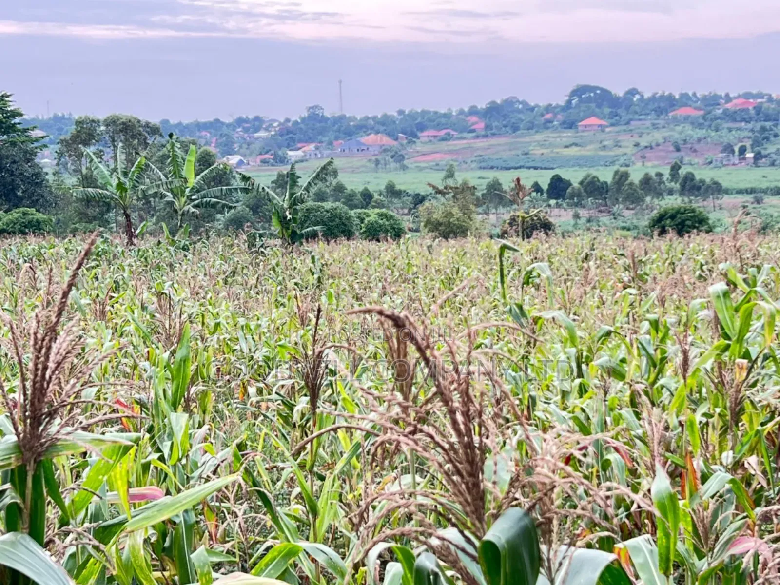 Buwava Kitukutwe Kira Municipality 10 Acres for Sale in Central Division