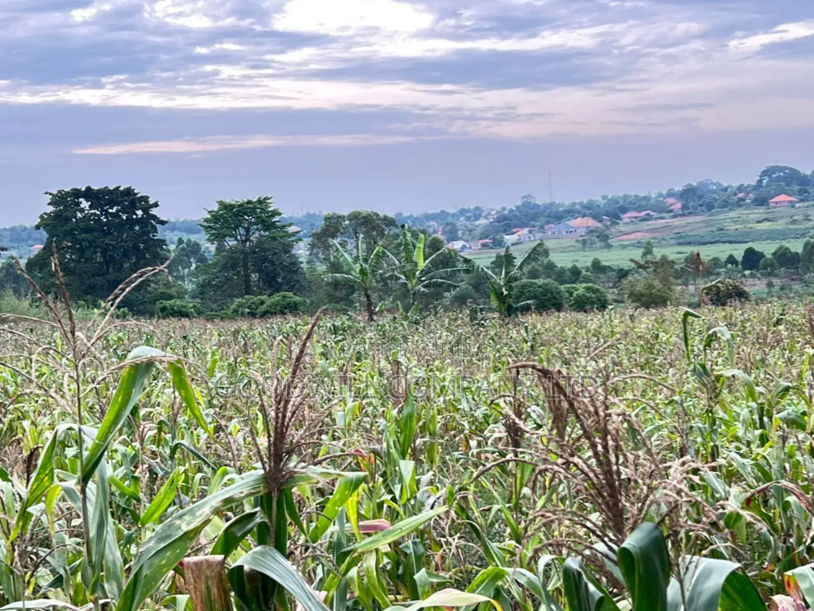 Buwava Kitukutwe Kira Municipality 10 Acres for Sale in Central Division