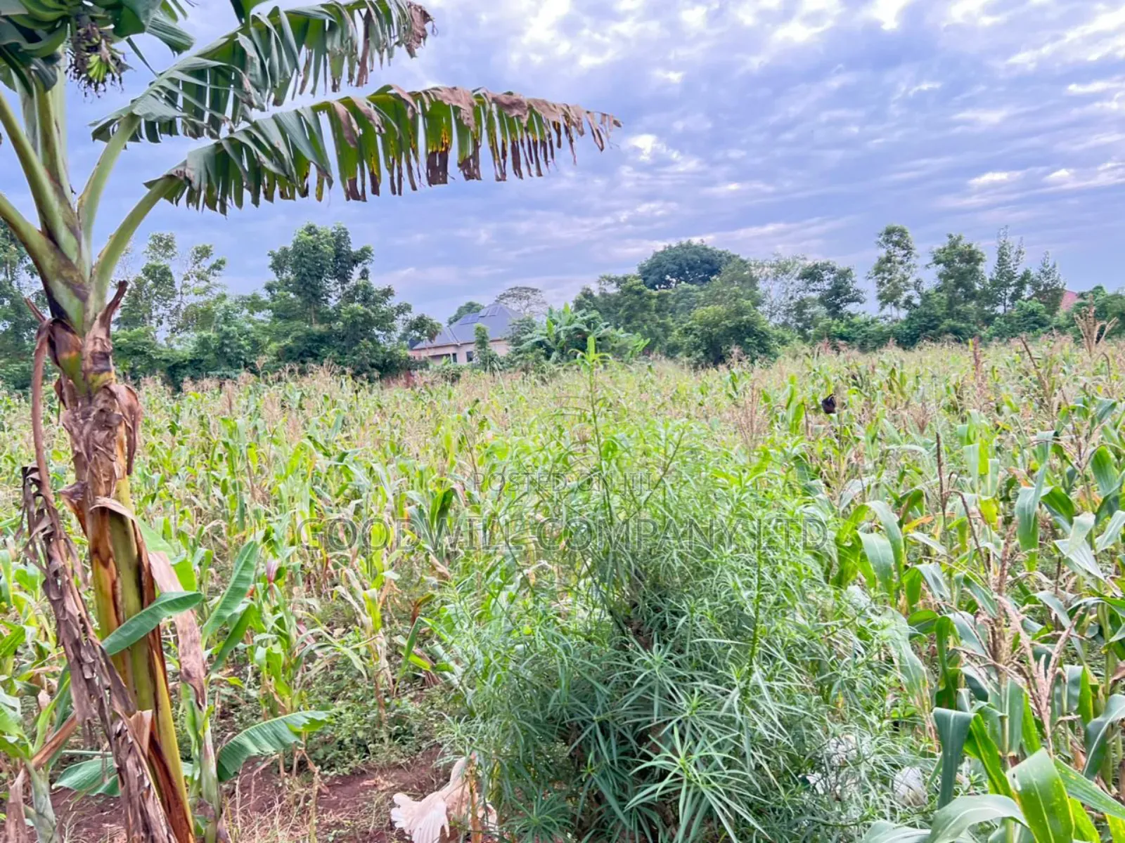 Buwava Kitukutwe Kira Municipality 10 Acres for Sale in Central Division