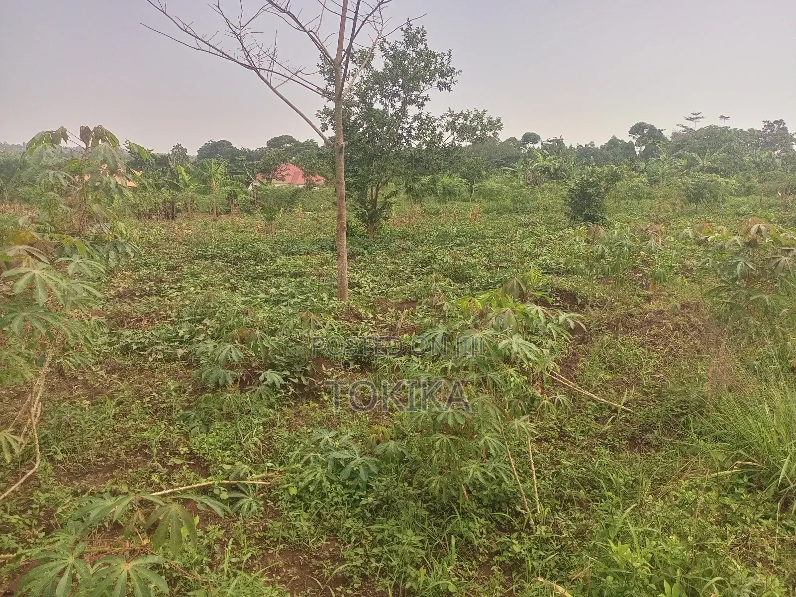 Private Milo Land Kabembe Mukono 1.5km Off Road Title Available in Kyampisi