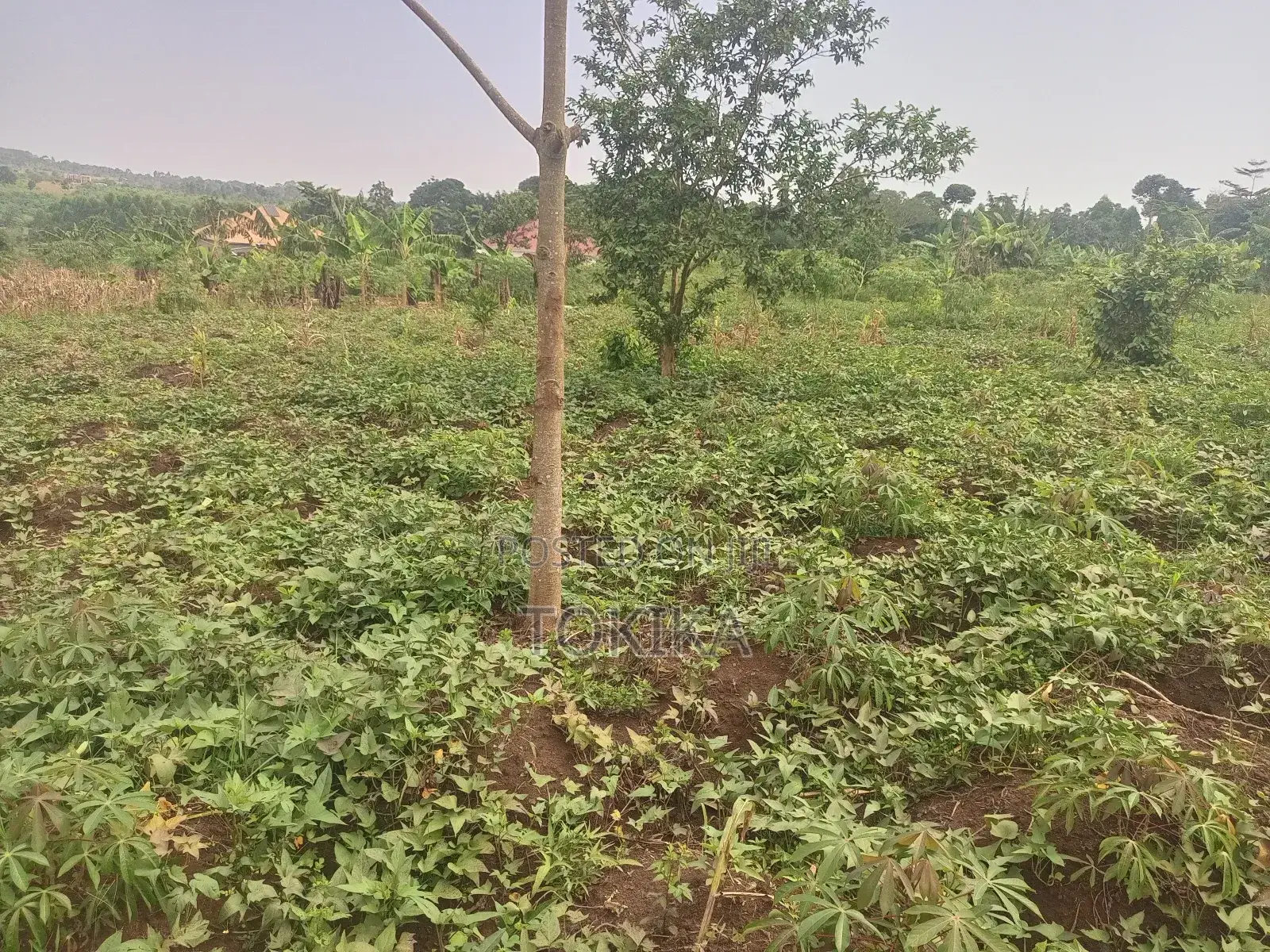Private Milo Land Kabembe Mukono 1.5km Off Road Title Available in Kyampisi